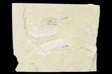 Cretaceous Fossil Fishes (Gaudryella) and Shrimp - Lebanon #162793-1